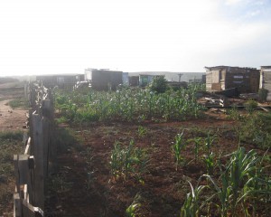 These people made a garden because they don’t have money to buy the vegetables. - Masibulele Siqabu